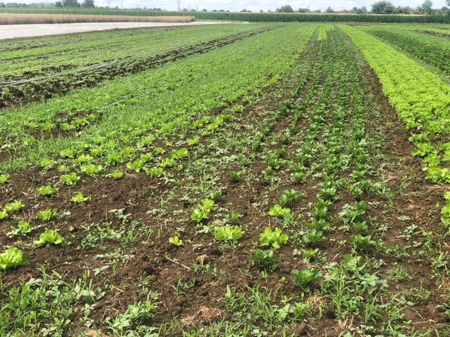 Antrag Bodenmarkierung zu Hunde anleinen