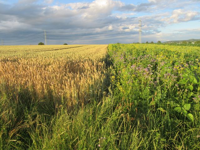 Das Gesetz für mehr Artenvielfalt – eine Chance für Remseck
