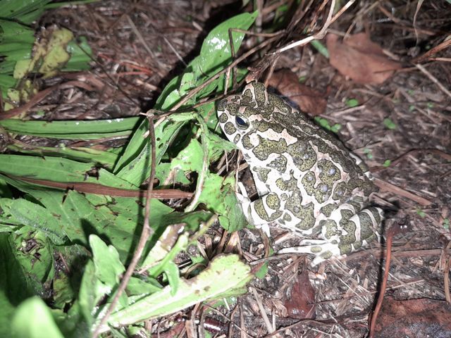 Biotopverbundplanung Remseck