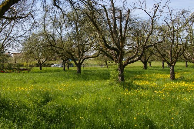 Junge Streuobstbauern braucht das Land!