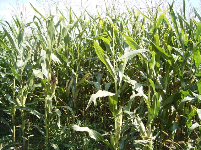 Biogasanlagen – Nicht alles ist „bio“, wo „bio“ draufsteht