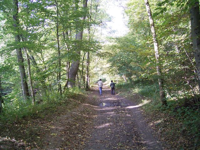Forstmaßnahmen im Hochberger Wald