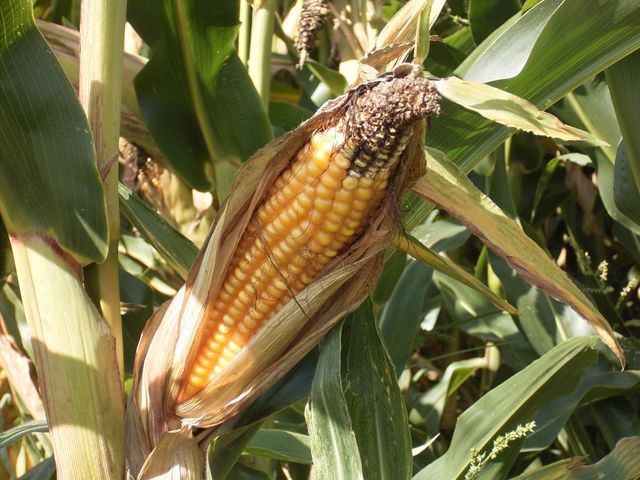 Gentechnikfreies Remseck