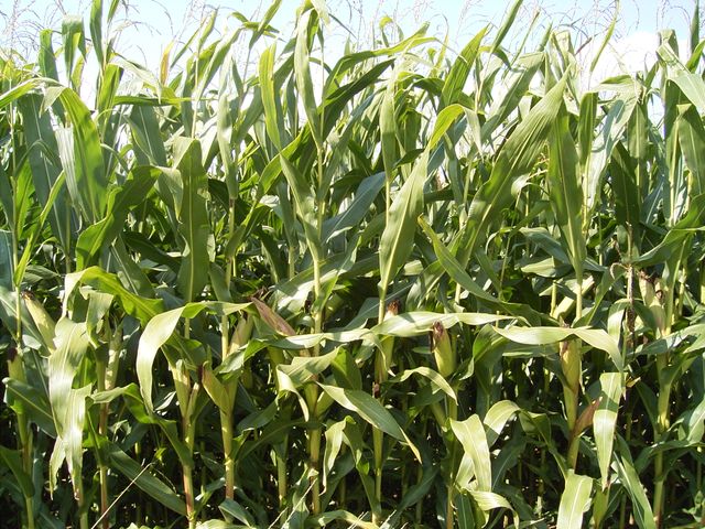 Initiative für gentechnikfreie Landwirtschaft