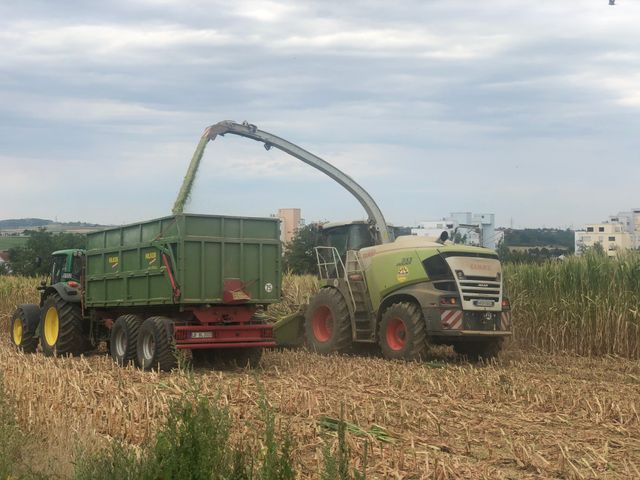 Frühe Silomaisernte wegen Trockenheit