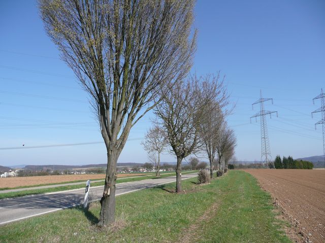 „Baummassaker“ an Straßenbäumen