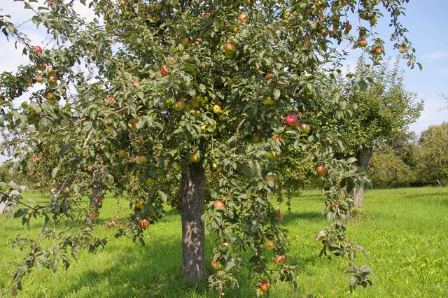 Streuobstwiesen in Gefahr