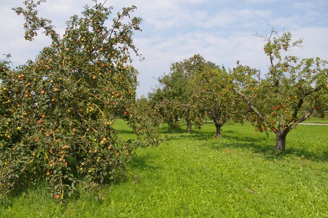 Streuobstpreis 2017 ausgelobt