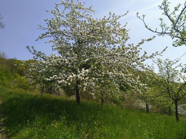 Biologische Vielfalt in Remseck fördern