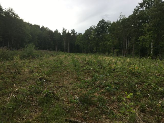 Waldbegehung in Sachsenheim