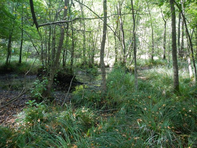 Geringere Artenvielfalt + größere Umweltzerstörung = höheres Seuchenrisiko