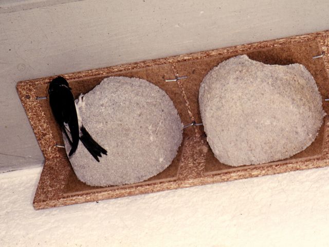 Eine Schwalbe macht noch keinen Sommer