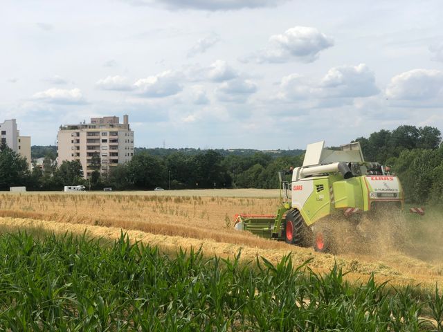 Getreideernte 2023 hat in Remseck begonnen