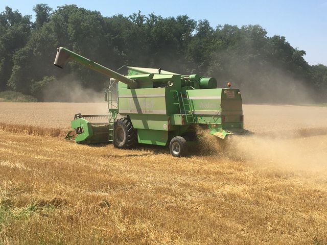 Getreideernte: Hitze und Trockenheit begrenzen Erträge