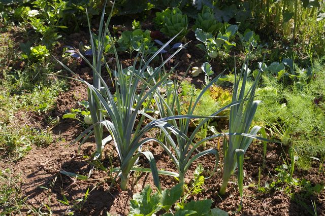 Versorgung mit Bio- und regionalen Lebensmitteln