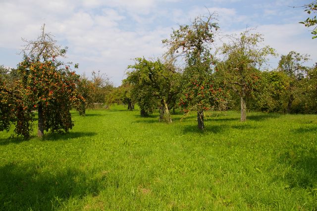 Förderung der Streuobstwiesen