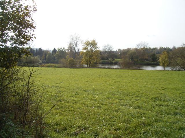 Fischlaichgewässer am Neckar