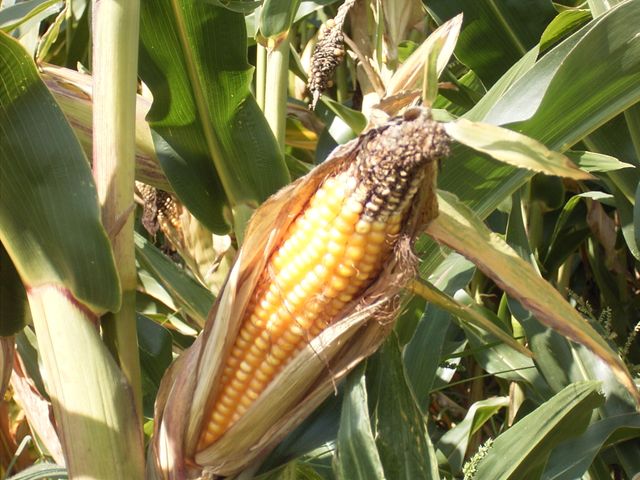 Keine Gentechnik auf kommunalen Flächen